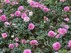 -人民公园(罗湖区)