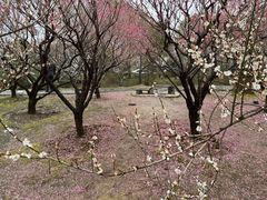 -香雪海