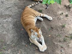 -西霞口神雕山野生动物世界