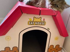 -momokira米努特·德文卷毛猫·棉花面纱犬