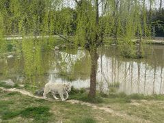 -上海野生动物园