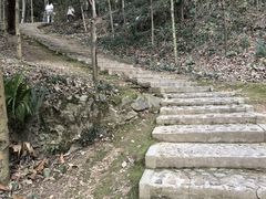 -上海佘山国家森林公园天马山园