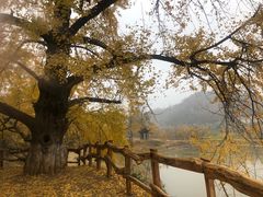 -千年银杏谷文化旅游区