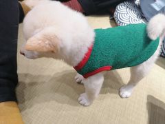 -逗柴咖啡屋·狗咖猫咖宠物桌游