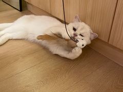 -猫腻·猫咖·撸猫馆(星光大道店)