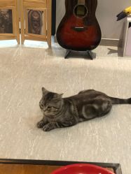 -幸运7纹身刺青Lucky7tattoo