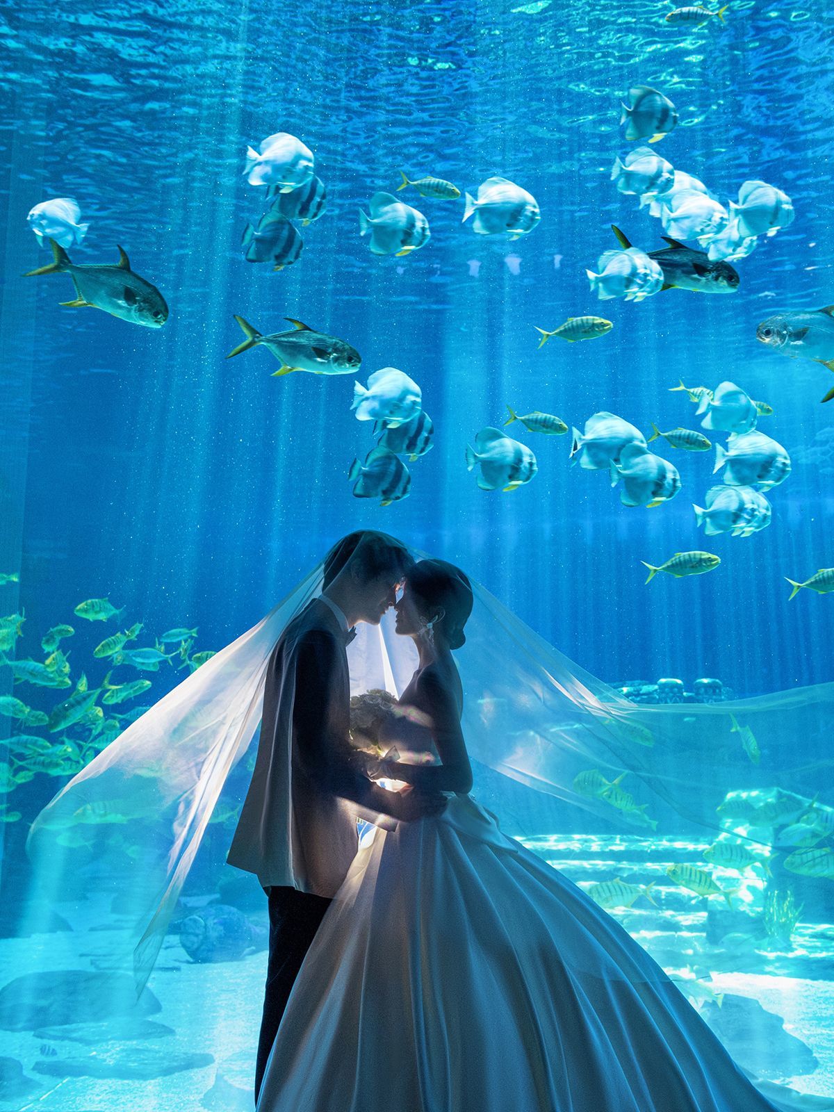 讲真❗️❗️壁纸级海洋馆🌊 婚纱照真的美呆了