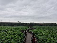 -荷塘月色湿地公园·向阳花洲