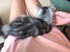 -飞行喵MR PILOT|猫舍·猫咖(静安大融城店)