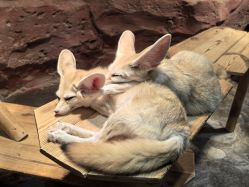 -Zoolung Zoolung动物主题公园(海信广场店)