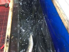 -活鱼馆(宜兴埠店)