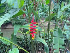 -中国科学院西双版纳热带植物园