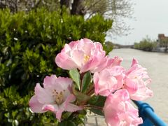 -高东镇樱花园
