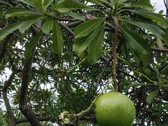 -Sunset Bar(丹绒亚路香格里拉店)