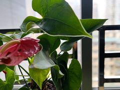 -茶月山·潮汕茶店(天河北店)