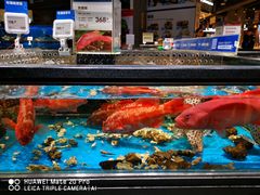 水产区-盒马鲜生(皇庭广场店)