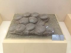 -嘉荫恐龙国家地质公园