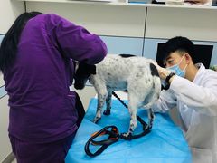 -中农国际动物医院24小时·猫科·骨科·急重症中心