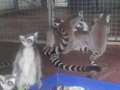 -泉州海丝野生动物世界