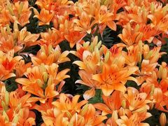 -长春公园(普阳街道)