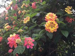 -优游吧斯邹族文化部落