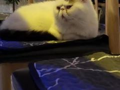 -平行世界·猫咖(首经贸店)