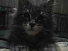 -安安宠医·臻爱宠物医院·宠保定点(营门口路分院)