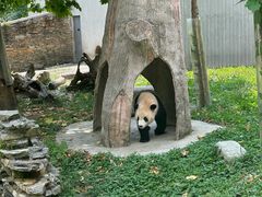 -卧龙中华大熊猫苑神树坪基地