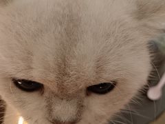 -COLOR PETS 撸猫馆·购猫·猫咖(长风大悦城店)