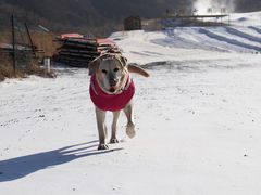 -八达岭滑雪场