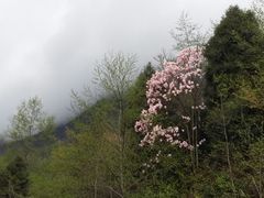 景点-九皇山景区