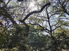 -秋霞圃