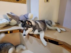 -Husky Go! 哈士奇体验馆·宠物咖啡厅狗咖