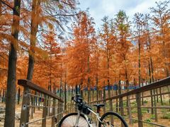 -上海海湾国家森林公园