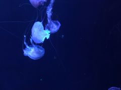 -亚龙湾海底世界