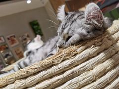 -藏猫猫咖啡主题馆(中央大道店)