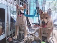 -瑞派·关忠动物医院·异宠专科·犬猫肿瘤·皮肤专科(望京店)