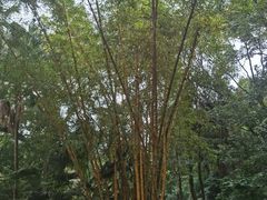 -广州市白云山风景名胜区