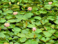 -白鹭湾湿地公园