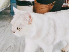 -喵屿·大理花园猫咖