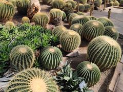 -北京植物园-展览温室