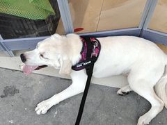 -翊宠yipet猫狗购宠庄园犬舍•猫舍