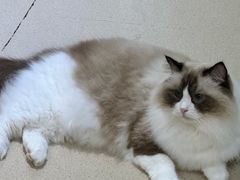 -藏猫猫咖啡主题馆(中央大道店)