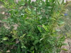 -梨木台悦来客农家院