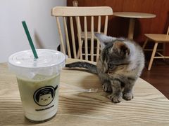 -楼上猫咖(罗湖店)