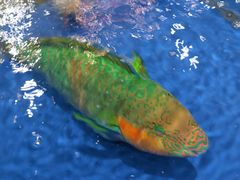 -三亚火车头万人海鲜广场