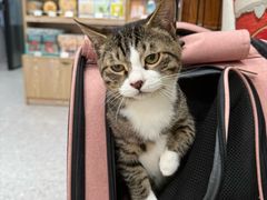 -四月宠物医院·猫专科·心脏专科·内科(转塘店)