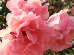 -松山湖梦幻百花洲