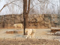 -北京野生动物园