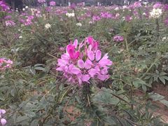 -广东花都香草世界旅游度假区